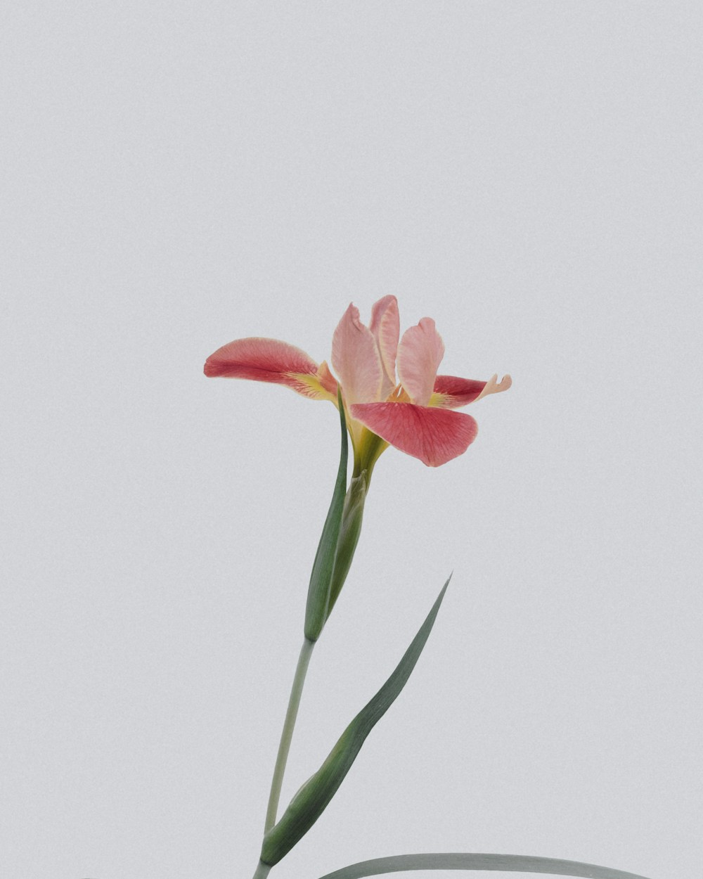 A close view of fresh seasonal blooms, illustrative photography